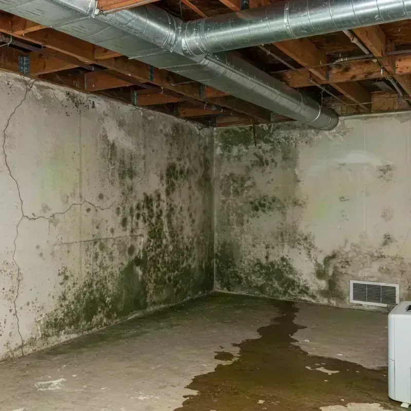 Professional Mold Removal in Holbrook, AZ